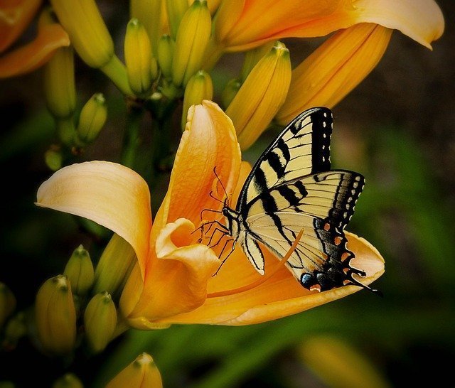 butterfly-144053_640.jpg